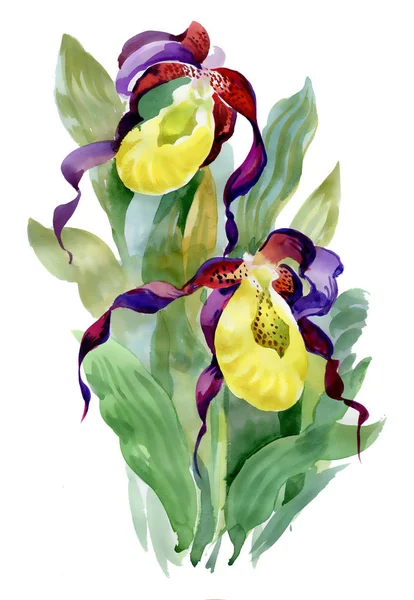 Ručně tažené iris květiny — Stock fotografie