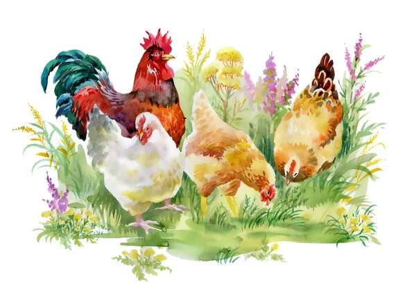 Kyckling och tupp i gräset — Stockfoto
