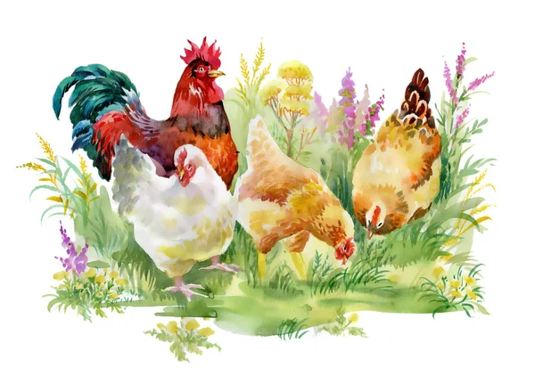 Tavuk ve horoz çim