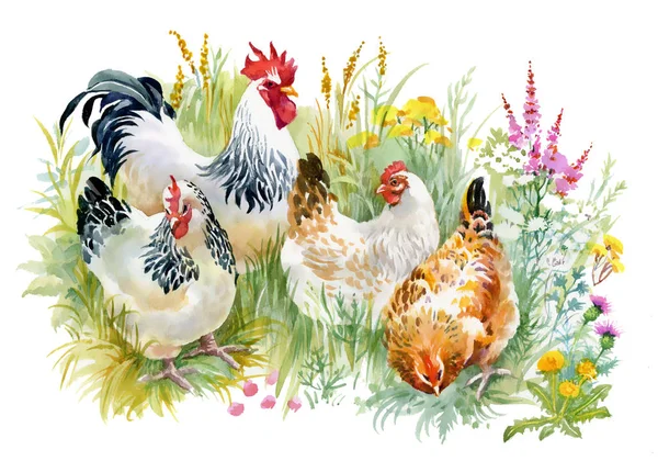 Chicken and rooster in the grass — Stock Photo, Image