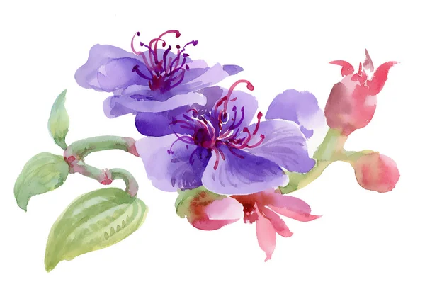 Akvarel květy a listy — Stock fotografie