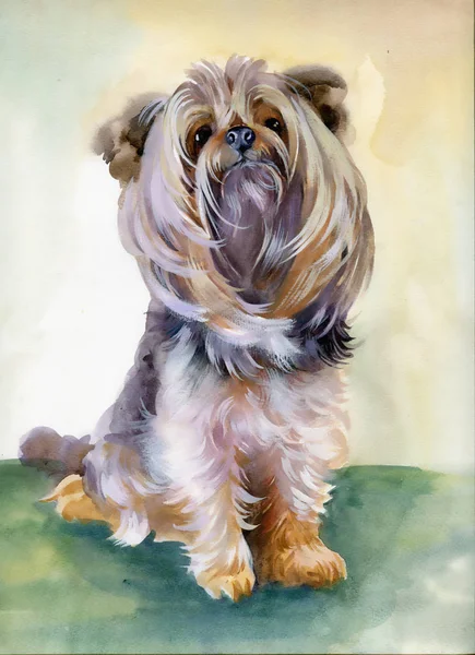 Söt Yorkshire terrier hund — Stockfoto