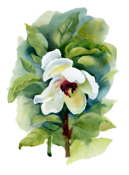 Biały kwiat akwarela — Zdjęcie stockowe