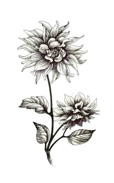 Flores monocromáticas desenhadas à mão — Fotografia de Stock
