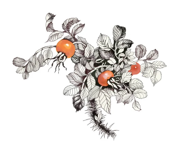 Früchte der Wildrose — Stockfoto