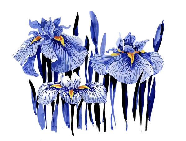 Fiori di iris blu disegnati a mano — Foto Stock