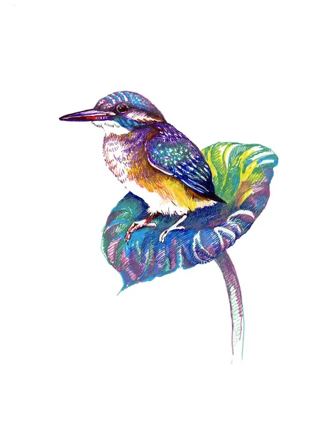 Acuarela dibujo pájaro — Foto de Stock