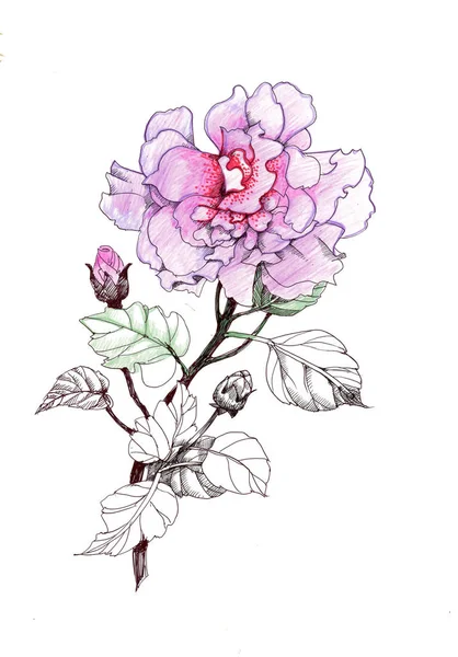 Elle çizilmiş Pembe çiçek — Stok fotoğraf