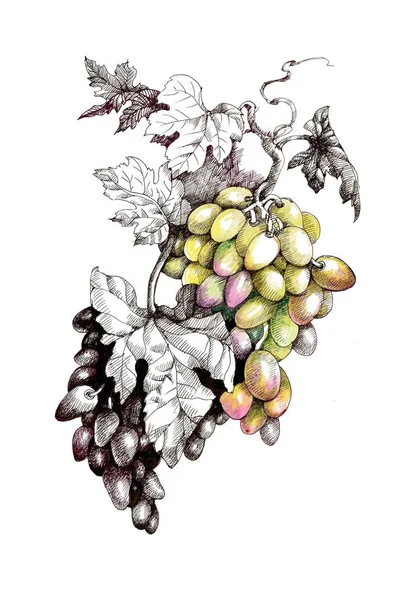 Hand drawn grapes — Stock Photo, Image