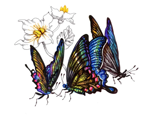 Akvarell pillangók készlet — Stock Fotó