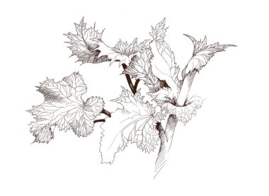 Elle çizilmiş ağaç dalı