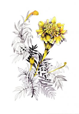 Marigolds ile suluboya resim