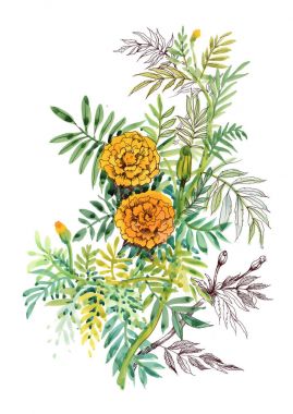 Marigolds ile suluboya resim