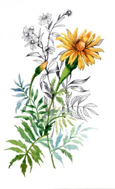 Marigolds ile suluboya resim