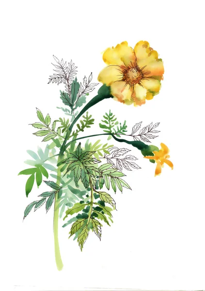 Ζωγραφική με νερομπογιές με marigolds — Φωτογραφία Αρχείου