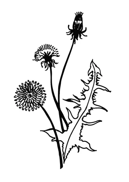 Geïsoleerde bloeiende weide bloem formulier afdrukken natuurlijke omtrek bloemen wit voorjaar sieraad monochroom petal organische blad vakantie botanic zomer grafische bloesem tekening zwarte madeliefjes kamille stam tuin — Stockvector