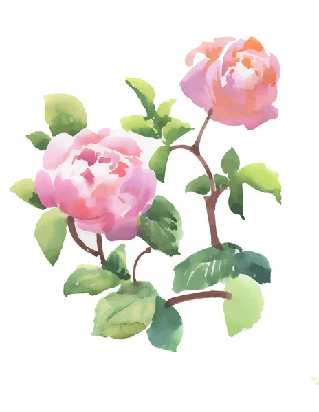 Bela mão desenhada aquarela rosa peônia flores no fundo branco . — Vetor de Stock