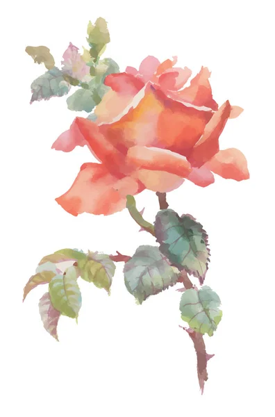 美丽的手画的水彩红玫瑰在白色背景上 — 图库矢量图片