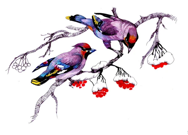 Акварельні Птахи Сидять Сніжному Дереві Пофарбовані Вручну Квіткові Вітальні Листівки — стокове фото