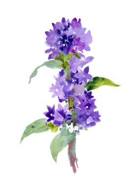 Beyaz arka plan üzerinde izole elle çizilmiş çiçekler