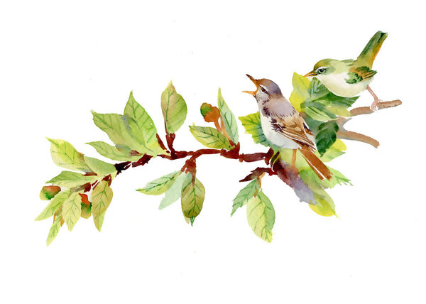 Яркие птицы на ветвях с цветами
