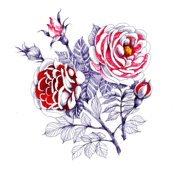 흰색 배경에 고립 수채화 정원 피 빨간 장미 그림. — 스톡 사진