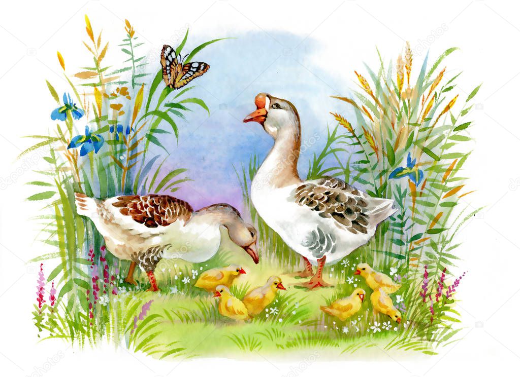 Watercolor ducks and cute ducklings on green summer grass 