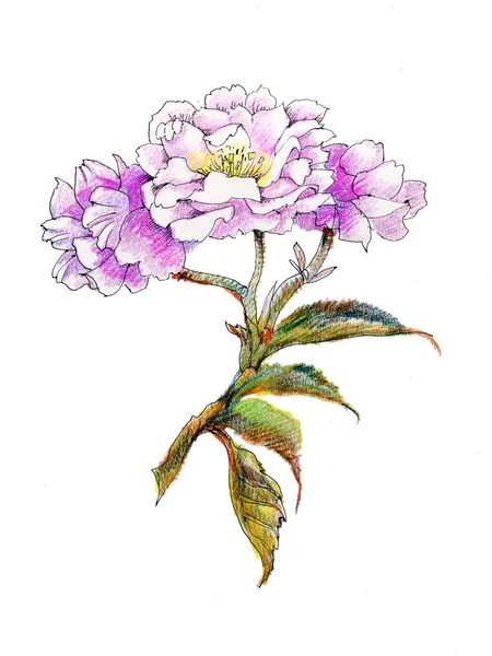 Acquerello Fiore Viola Sfondo Bianco — Foto Stock