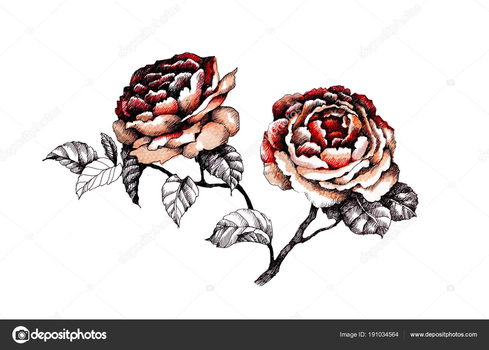 depositphotos 191034564 stock illustration watercolor garden blooming roses