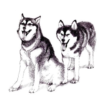 Kabataslak husky köpekleri çizilen illüstrasyon el
