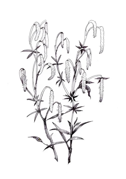 Fiori Selvatici Acquerello Disegnati Mano — Foto Stock