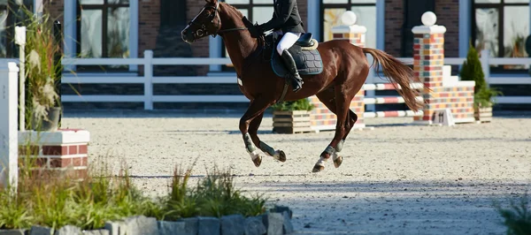 Rider på bay häst i tävlingar — Stockfoto