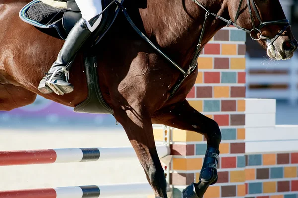 Jinete en caballo de bahía en competiciones — Foto de Stock