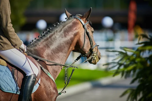 Der Pferdesport — Stockfoto