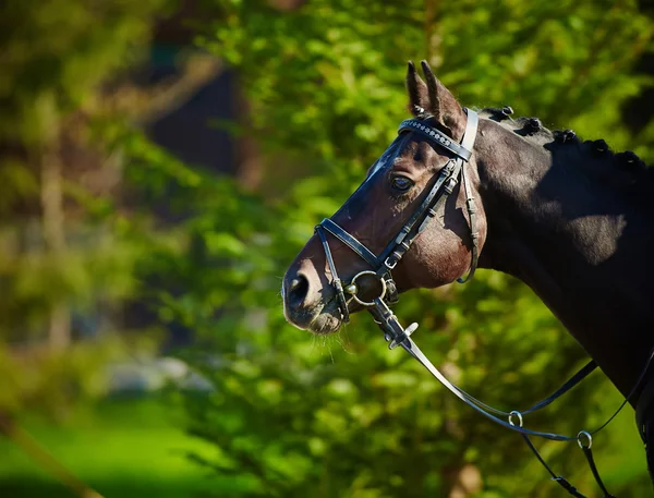 Häst på naturen. — Stockfoto