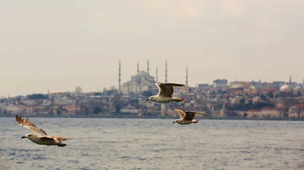 Gabbiani che volano in cielo con una moschea sullo sfondo — Foto Stock