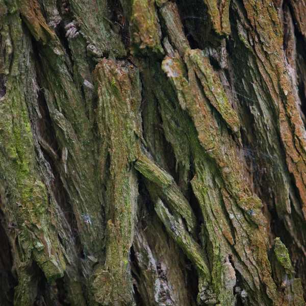Struttura dell'albero della corteccia in natura — Foto Stock