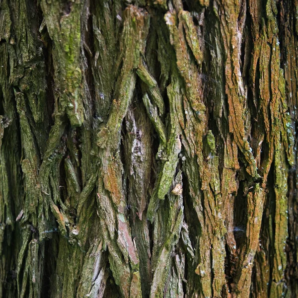 ลักษณะของต้นไม้เปลือกในธรรมชาติ — ภาพถ่ายสต็อก
