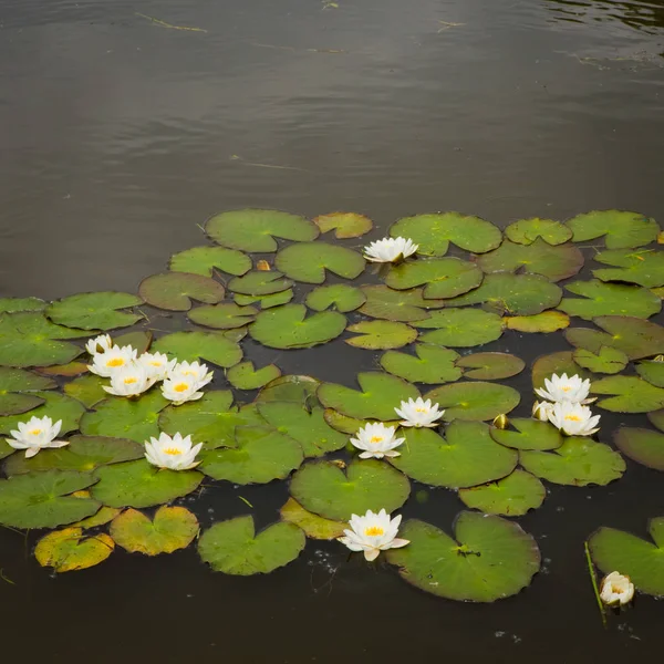 緑の葉の背景に白い蓮の花 — ストック写真