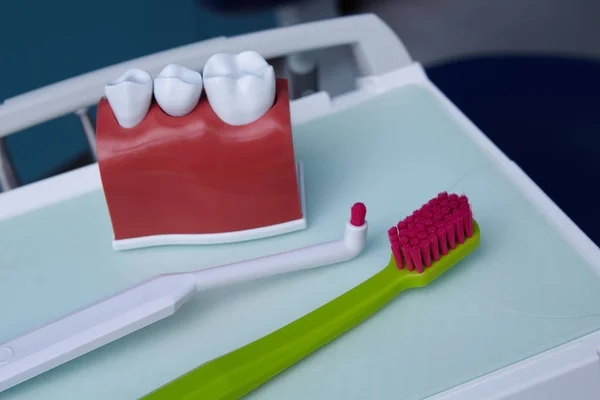 Modelo dentário e escovas de dentes. Imagem conceitual de fundo dental. Contexto de higiene dentária — Fotografia de Stock