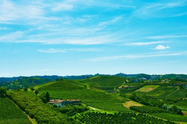 İtalya 'nın Piedmont eyaletindeki tepelerde üzüm bağları