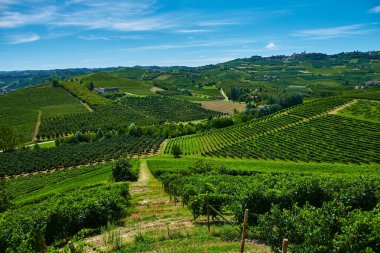 İtalya 'nın Piedmont eyaletindeki tepelerde üzüm bağları