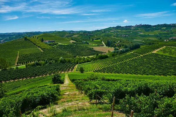Vinhedos nas colinas na província do Piemonte, na Itália — Fotografia de Stock