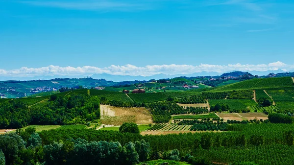 Vinhedos nas colinas na província do Piemonte, na Itália — Fotografia de Stock