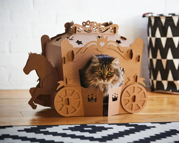 The fluffy cat sitting in a cardboard carriage — Stock Photo, Image