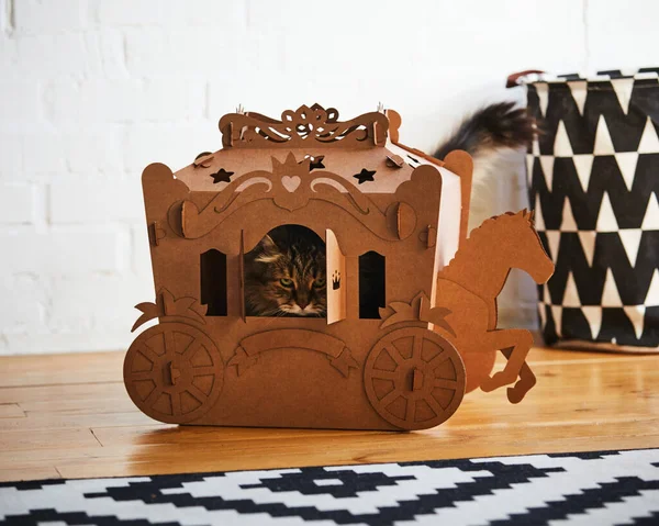 The fluffy cat sitting in a cardboard carriage — Stock Photo, Image