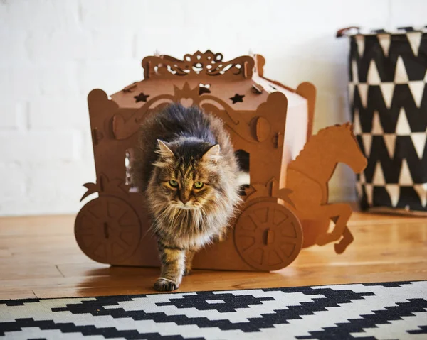 Le chat moelleux joue dans un chariot en carton — Photo