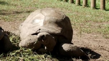Afrika 'nın dev kaplumbağası başını çimenlerde yiyecek aramak için kaldırıyor.