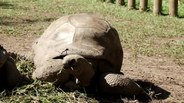 Close African Giant Turtle Moving Head Looking Food Grass Field — Stock Video