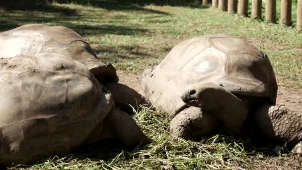 Close Shot Showing Family Big Tortoises Eating Fresh Grass Sunshine — ストック動画